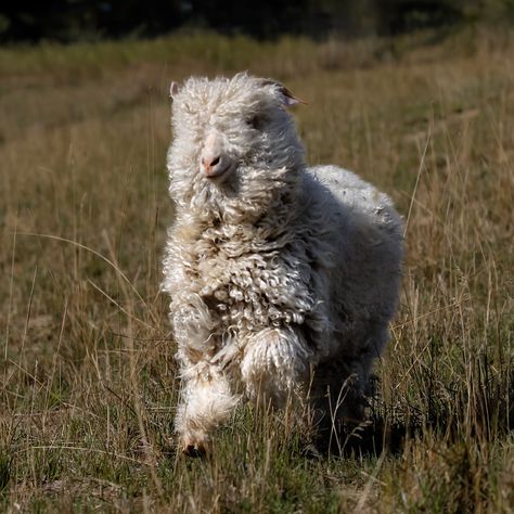 Tilly making sheep and goats confused since day 1😂 We raise angora goats @redfalconranch for their luxurious mohair fiber. I know, they look like sheep! But, they are in fact goats and produce mohair, not wool.🐐 Mohair is silky soft and stronger than similarly sized steel. Our goats are sheared twice a year by us in the spring and fall. Each goat has a name and their own personality.💛 We turn their mohair into soft everyday socks! You can find them through the link in bio or at shopcaprine... Angora Goat, Angora Goats, Spring And Fall, A Year, Goats, Sheep, Link In Bio, I Know, Socks