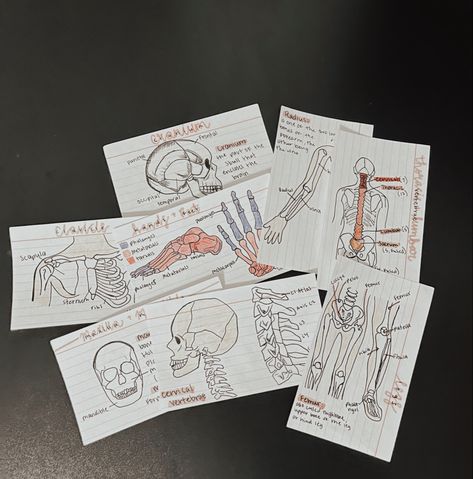 catelynnchurch, biology, skeletal system, nurse, flash cards, study Skeletal System Flashcards, Skeletal System Notes Aesthetic, Flash Cards Study, Anatomy Flashcards, A Level Biology, Study Flashcards, Skeletal System, Science Notes, Medical Studies