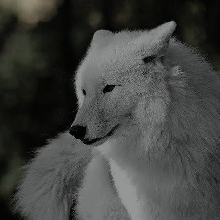 Alayne Stone, Pillars Of Eternity, Werewolf Aesthetic, Wolf Stuff, Wild Animals Pictures, Wolf Love, Wolf Pictures, Beautiful Wolves, Six Of Crows