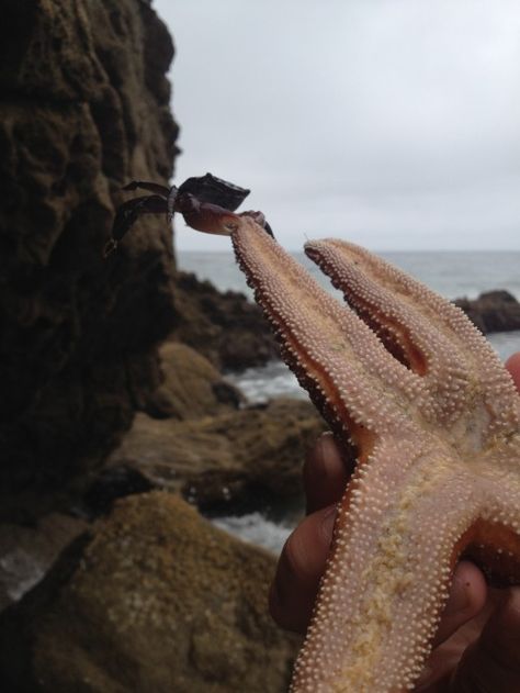 Things to do in Southern California-Leo Carrillo State Beach! Leo Carrillo State Beach, La Things To Do, California Trip, Coastal California, California Coastal, Tide Pools, California Dreaming, Trip Ideas, California Travel