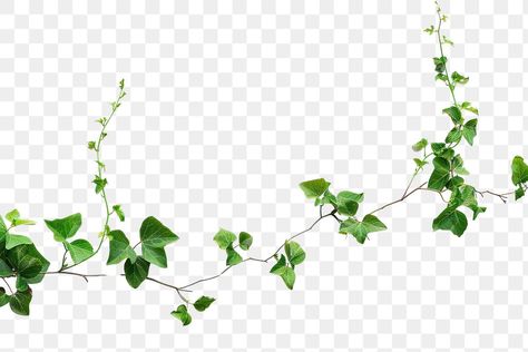 Vines Png, Ivy Vine, Climbing Plants, Transparent Png, Free Image, Green Leaves, Free Images, Ivy, Vines