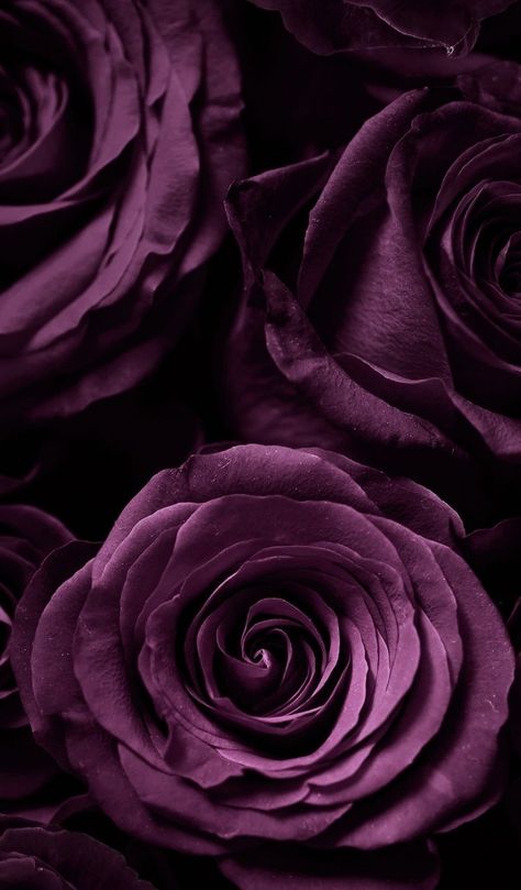 Purple Roses Wallpaper, Plum Wallpaper, Wallpaper Rose, Purple Flowers Wallpaper, Rose Gold Wallpaper, Deco Nature, Plum Flowers, Fruit Wallpaper, Iphone Wallpaper Hd Nature