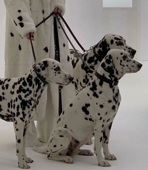 Dalmatian Aesthetic, Cruella Aesthetic, Magic In The Moonlight, 101 Dalmatians Cruella, Devil Aesthetic, Aesthetic Animals, Descendants Dr, Aesthetic Disney, Cruella Deville