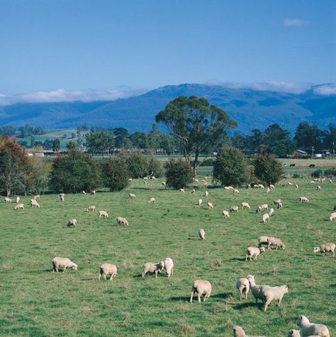 Australia -- Burnie, Tasmania Farmland. Burnie Tasmania, Freycinet Tasmania, South Pacific Cruise, Tasmania Map, Bruny Island Tasmania, Gordon River Tasmania, Tasmania Travel, Tasmania Hobart, South Pacific