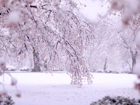 Spring blossoms take a chill in Japan, revealing beautifully serene sakura in the snow Snow In Japan, Snowy Field, Japan Winter, Spring Snow, Winter Palace, Spring Blossoms, Traditional Houses, Weather Seasons, Japanese Aesthetic