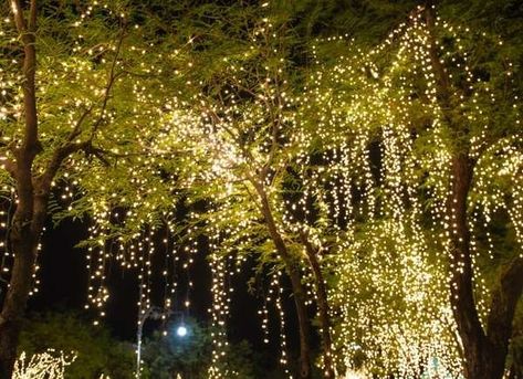 Outdoor Lighting Ideas Backyards, Hanging Tree Lights, Backyard String Lights, Outdoor Tree Lighting, Rain Lights, Diy String Lights, Backyard Trees, Hanging String Lights, Light Up Tree