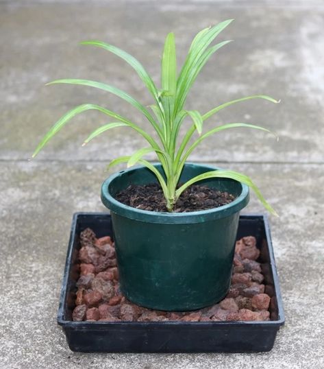 pandan-humidity-tray-with-scoria Pandan Plant, Water Garden Plants, Pandan Leaves, Garden Site, Small Shrubs, Chinese Name, South East Asia, Edible Plants, Plant Needs