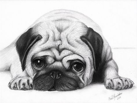 Dog Face Drawing, Anjing Pug, White Pug, Pug Tattoo, Cute Dog Drawing, Puppy Sketch, Cute Pug Puppies, Pencil Drawings Of Animals, Puppy Drawing