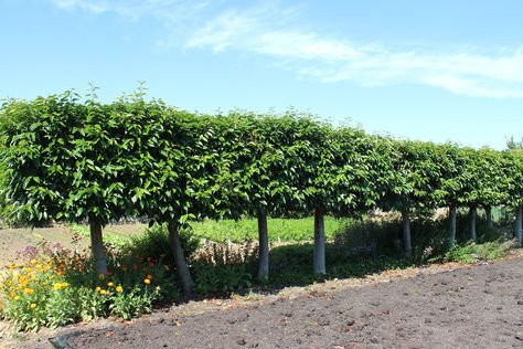 Portuguese Laurel, Hill Country Landscape, Laurel Flower, Hedge Trimming, Laurel Hedge, Organic Fungicide, Laurel Tree, Bay Laurel, Tree Growth