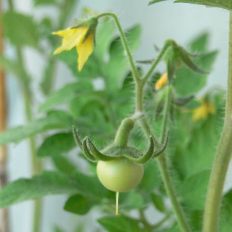 Pruning Tomato Plants, Watering Tomatoes, Best Tasting Tomatoes, Growing Tomato, Tomato Pruning, Growing Tomatoes From Seed, Tips For Growing Tomatoes, Growing Tomato Plants, Tomato Farming