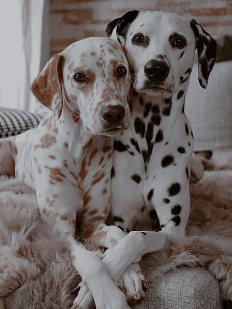 Dalmatian Puppy Aesthetic, Long Haired Dalmatian, Lemon Dalmatian, Aesthetic Cute Dog, Brown Dalmatian, Cute Dogs Funny, Puppy Aesthetic, Dalmatian Puppy, Dalmatian Dog