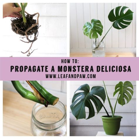 How To: Propagate a Monstera Deliciosa | Leaf and Paw Monstera Plant Care, Plant Care Houseplant, Cheese Plant, Indoor Plant Care, Monstera Plant, House Plant Care, Monstera Deliciosa, Plant Cuttings, Mother Plant