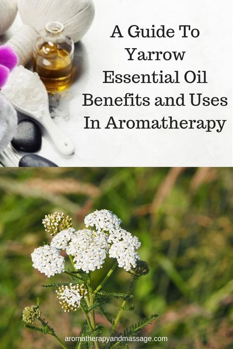 Yarrow essential oil encourages harmony, equilibrium, intuition, and centering. Learn more about the benefits and uses of yarrow in aromatherapy... Yarrow Essential Oil Benefits, Yarrow Oil, Yarrow Essential Oil, German Chamomile Essential Oil, Blue Tansy Essential Oil, Spruce Essential Oil, Roman Chamomile Essential Oil, Oregano Essential Oil, Cypress Essential Oil