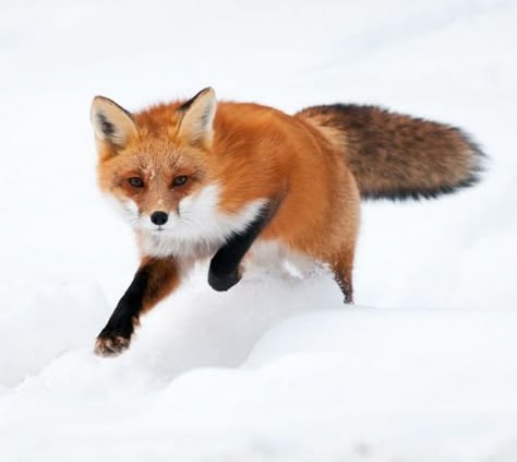 beautiful-wildlife: “ Red Fox Running in Snow by Alex Mody ” Running In Snow, Fox Running, Snow Animals, Running Photos, Beautiful Wildlife, Fox Pictures, Fox Painting, Fennec Fox, Animal References