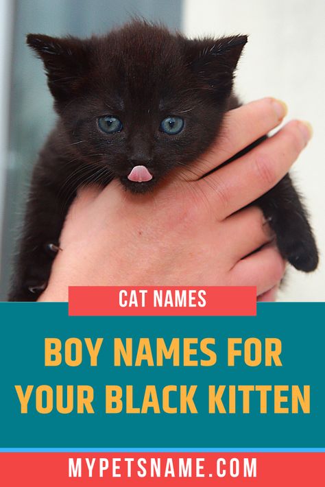 inspiration for your male black kitten name can come from anywhere depending on your pet’s personality. Check out our list of boy black cat names suggestions, to find the ideal name for your cat, whether he is stoic or playful, masculine or cheeky. Male Black Cat Names, Disney Cat Names, Baby Pet Names, Names For Male Cats, Kitten Names Girl, Boy Cat Names, Girl Cat Names, Cute Cat Names, Disney Names