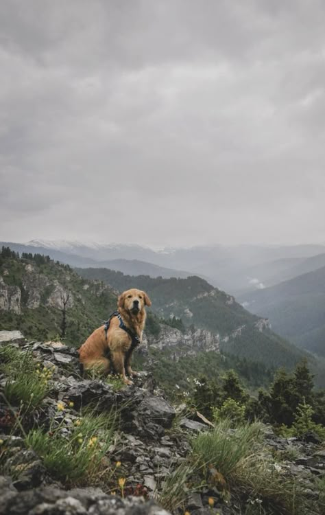 Mountain Flowers, Parking Area, Dog Aesthetic, Hiking Dogs, Hiking Aesthetic, Happy Trails, Outdoor Lover, Natural Rock, Dog Travel