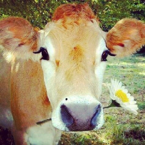 Quite Possibly The Prettiest Cow Of All Time | Buzzfeed Brown Cow, A Cow, Cute Cows, 귀여운 동물, The Farm, Animals Friends, Beautiful Creatures, Animal Kingdom, Funny Cute