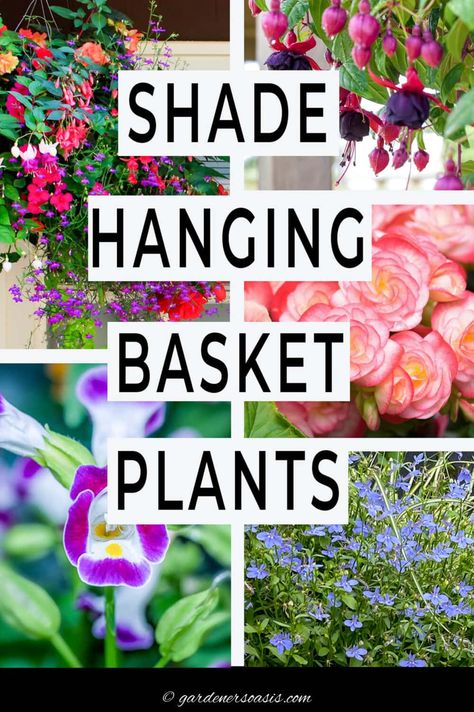 Best Hanging Basket Plants For Shade | Outdoor Decorating Shade Hanging Baskets, Hanging Basket Plants, Part Shade Plants, Plants For Shade, Hanging Plants Outdoor, Shade Gardening, Shade Loving Perennials, Shade Garden Plants, Plant Benefits