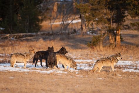 Mwlf1483 | Yellowstone Wolf | D. Robert Franz | Flickr Wolves Yellowstone, Wolves Aesthetic, Yellowstone Aesthetic, Yellowstone Wolves, Sun Worship, Trail Cameras, Gray Wolf, 2023 Vision, Grey Wolf