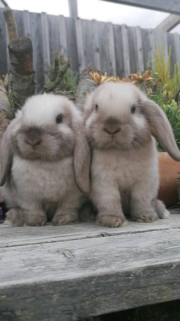 Mini Lop Bunnies, Lop Bunnies, Holland Lop Bunnies, Cutest Bunny Ever, Pet Bunny Rabbits, Rabbit Life, Mini Lop, Cutee Animals