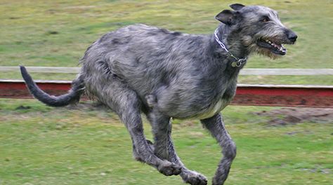 Irish Wolfhounds This towering testament to the canine species would make a highly imposing guard dog, except for the fact that their good nature often makes them friendly to strangers, even those with ignoble intentions.   This breed is extremely old; some suggest that it came to Ireland over 5,000 years ago. Irish Wolfhounds were once quite the menace on the battlefield. In recent centuries, however, their ferocity has subsided, leaving behind a big teddy-bear of a dog. Irish Dog Breeds, Irish Wolfhound Puppies, Irish Wolfhound Dogs, Wolfhound Dog, Sight Hounds, Big Dog Breeds, Tallest Dog, Irish Wolfhounds, English Mastiff