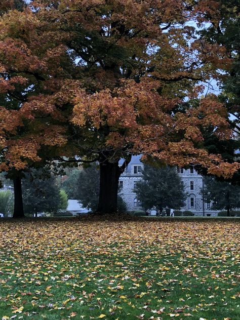 aesthetic fall autumn pic college university stone building halloween College Autumn Aesthetic, College Halloween Aesthetic, Bryn Mawr College Aesthetic, Winter Motivation, Maryville College, Romanticise Life, Bryn Mawr College, College Vision Board, Stone Building