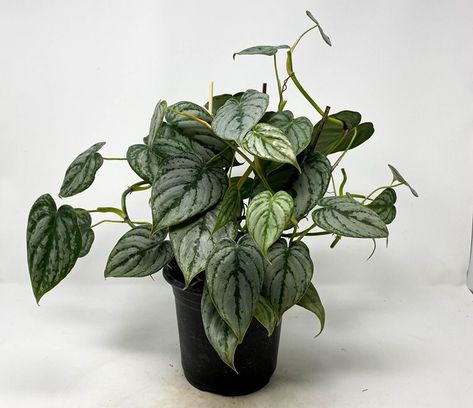 Philodendron brandtianum (Philodendron Brandi) Care and for Sale - Homes Pursuit Philodendron Brandtianum, Evergreen Climbing Plants, Air Layering, Happy Families, Garden Scissors, Evergreen Plants, Liquid Fertilizer, Climbing Plants, Happy Family