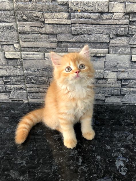 Kitten, cute kitten, persian cat, orange cat Ginger Persian Cat, Orange Persian Cat, Long Haired Kittens, Orange Kitty, Orange Kitten, Persian Kitten, Cat Orange, Kitten Cute, Orange Kittens