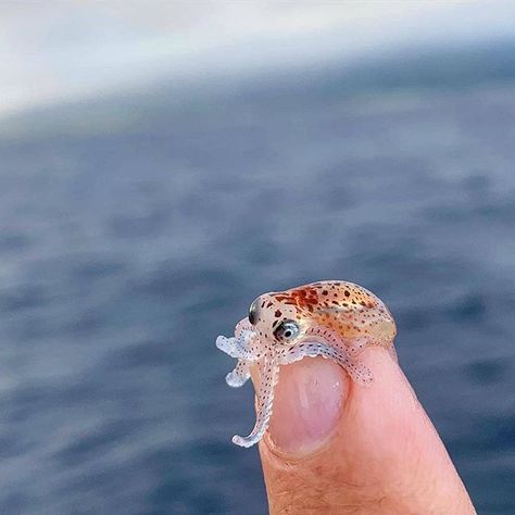 #water #octopus #finger    #Regram via @Bs9B_srhQ4Y Tiny Baby Animals, Baby Squid, Baby Octopus, Cute Small Animals, Beautiful Sea Creatures, Water Animals, Aquatic Animals, Pretty Animals, Cute Wild Animals