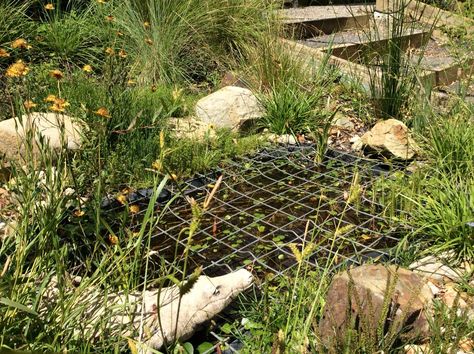 Frog Ponds Backyard, Frog Village, Toad Garden, Aqua Garden, Frog Habitat, Frog Pond, Veggie Gardens, Village Ideas, Native Gardens