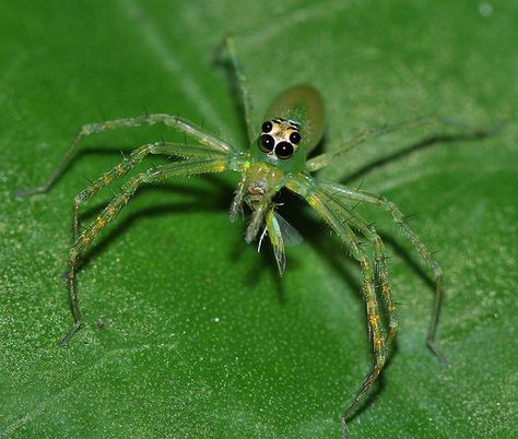 Green jumping spider (Lyssomanes sp ?) | por Arthur Anker Big Bugs, Arachnids Spiders, Spiders From Mars, Millipedes, Green Spider, Spider Sona, Centipedes, Pet Spider, Jumping Spider