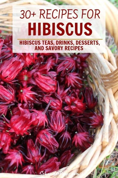 Fresh Hibiscus Flower Tea, Edible Hibiscus Flower, Hibiscus Tea From Fresh Flowers, What Is Hibiscus Tea Good For, Hibiscus Flower Recipes Food, Hibiscus Tea Recipes, Herbal Recipes Food, Hibiscus Flower Recipes, Hibiscus Food