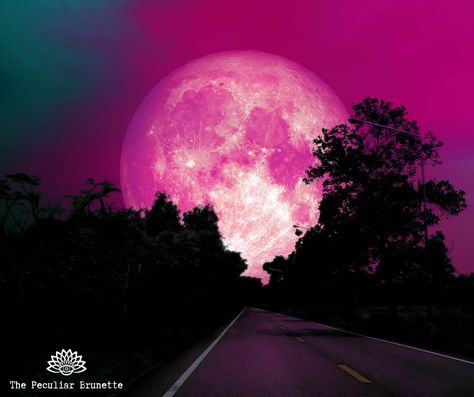 April Full Pink Moon Spiritual Meaning, Rituals, and How To Celebrate - Pink Moon Prayer, Pink Full Moon Meaning, Pink Full Moon In Scorpio, Moon Spiritual, Pink Full Moon, Full Pink Moon, Dandelion Oil, Western Washington University, Moon Names