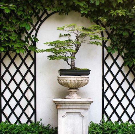 Trellis Focal Point Garden, Boxwood Landscaping, Courtyard Plants, Front Garden Landscape, Wall Feature, Lawn And Landscape, Focal Points, Wall Garden, Home Landscaping