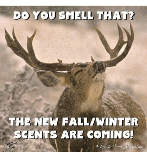 Scentsy Humor, Scentsy Funny, Scentsy Graphics, Winter Meme, Scentsy Fall, Scentsy Ideas, Selling Scentsy, Scentsy Consultant Ideas, Scented Wax Warmer