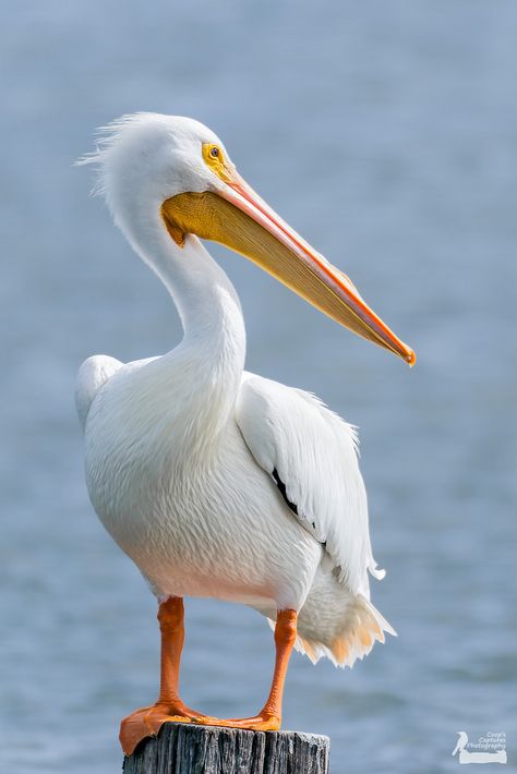 White Pelican Photos, Pelican Drawing, Pelican Photos, White Pelican, Pelican Art, Shorebirds, Bird Artwork, Big Bird, Bird Pictures