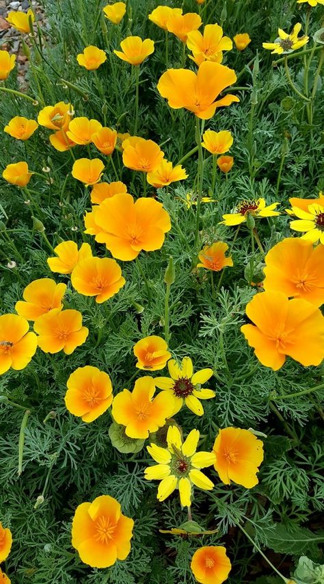 Your reward when you grow California Poppies properly is a garden filled with long-lasting, bright colors of orange, red, and yellow. This article will present you with ways to plant them and keep them looking spectacular! California Flowers, Kalanchoe Blossfeldiana, Wolf Hybrid, California Poppies, Yellow Plants, California Garden, Zone 5, Succulents Indoor, Mini Succulents