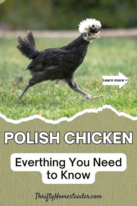 Despite their small size, Polish chickens are known for being hardy and adaptable and can thrive in various environments. Whether you are a seasoned chicken keeper or a first-time owner, Polish chickens can make a great addition to any flock. Polish Hen, Polish Chickens Breed, Polish Chickens, Different Breeds Of Chickens, Polish Rooster, Polish Chicken, Chicken Coloring, Chicken Care, Chicken Farming