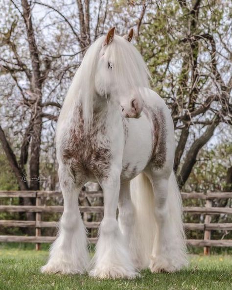 Animal Mashups, Cute Horse Pictures, Beautiful Horse Pictures, Clydesdale Horses, Big Horses, Horse Aesthetic, Most Beautiful Horses, Appaloosa Horses, Most Beautiful Animals