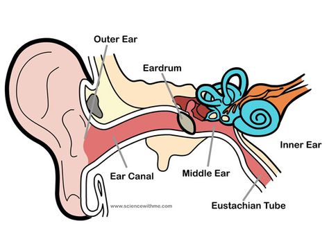 Good webpage with video about how the ear works. Homeschool Science Experiments, Ear Anatomy, Sound Science, Human Body Organs, Outer Ear, Human Body Unit, Ear Infections, Worksheet For Kids, Inner Ear