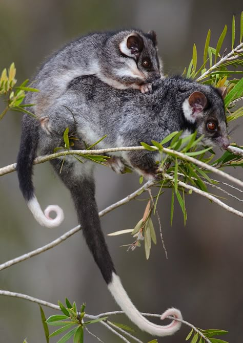 Ringtail Possum, Australian Mammals, Mom With Baby, Australian Fauna, Wild Animals Pictures, Australia Animals, Sugar Gliders, Flowers Cute, Pet Mice