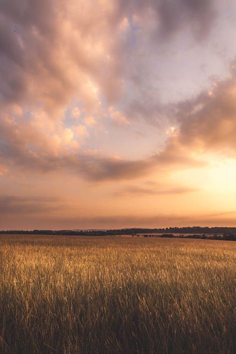 Golden Fields, Fields Of Gold, Image Nature, Scenery Pictures, Field Of Dreams, Open Field, Photo Background Images, Image Hd, Photo Backgrounds