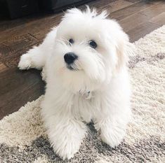 Cotton De Tulear Dogs, Cotton De Tulear, Best Small Dog Breeds, Coton De Tulear Puppy, Coton De Tulear Dogs, Best Small Dogs, Getting A Dog, Dogs Breeds, Coton De Tulear