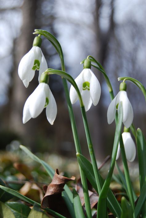 Snowbells? One of the very first plants to arrive in the Spring. Snowbell Flowers, First Flowers Of Spring, Lily Of The Valley Flowers, British Flowers, Love Garden, Winter Flowers, White Gardens, Green Nature, Birth Flowers