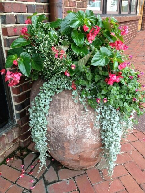 Begonia 'Dragon Wing Pink', Euphorbia "Super Flash', Torenia 'Rose Moon' and Dichondra 'Silver Falls' Pink Begonias In Pots, Angel Wing Begonias In Pots, Begonia Planters, Planter Pot Ideas, Begonias In Pots, Garden Pot Ideas, Garden Pots Ideas, Dichondra Silver Falls, Begonia Dragon