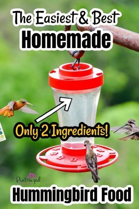 Make your own hummingbird food daily with this recipe from Pint-sized Treasures! Being outside and enjoying nature brings a feeling of peace and calmness. Just two ingredients is all you need to make this homemade hummingbird food! This tasty bird food will attract hummingbirds for you and your family to watch. This recipe is simple, fresh, and healthy for the birds! Hummingbird Feeder Recipe, Sugar Water For Hummingbirds, Make Hummingbird Food, Homemade Hummingbird Nectar, Homemade Hummingbird Food, Hummingbird Nectar Recipe, Hummingbird Water, Diy Hummingbird Feeder, Hummingbird Food