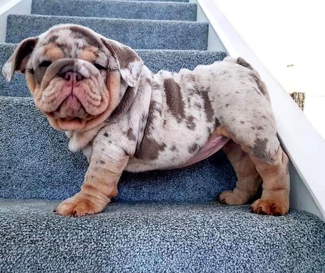 Merle English Bulldog, Cute Bulldog Puppies, Dog Mommy, Bulldog Breeds, Super Cute Puppies, Cute Bulldogs, English Bulldog Puppies, Bull Dogs, Funny Animal Photos