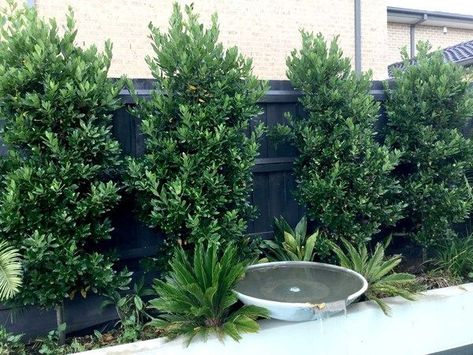 Ficus Tree Outdoor, Bay Leaf Tree, Bay Laurel Tree, Australian Gardens, Fast Growing Hedge, Garden Screens, Screen Wall, Privacy Plants, Bay Tree