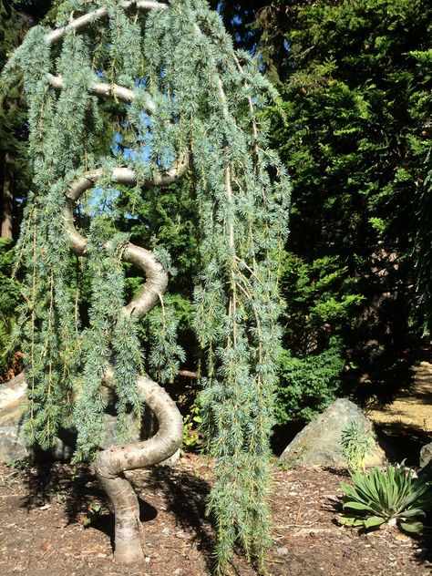 Blue Atlas Cedar, Weeping Form – Identified | Walter Reeves: The Georgia Gardener Atlas Cedar Tree, Weeping Blue Atlas Cedar, Blue Atlas Cedar, Weeping Trees, Atlas Cedar, Conifers Garden, Cedar Tree, Conifer Trees, Garden Walkway