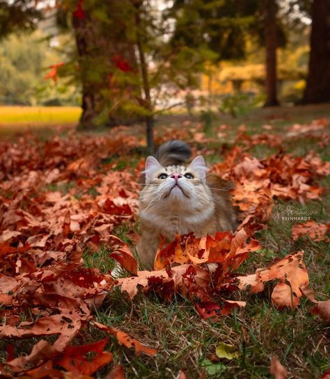 𝐑𝐞𝐢𝐧𝐡𝐚𝐫𝐝𝐭 🧶 on Instagram: “I hope I can leaf you feeling cheery after seeing this photo ♥️🍁 . . . @siberian_reinhardt #catsofinstagram #siberiancat #dailyfluff #meow…” Siberian Reinhardt, Siberian Cat, Fall Deco, Autumn Colors, Fall Autumn, Cats Of Instagram, Fall Colors, How Are You Feeling, I Hope